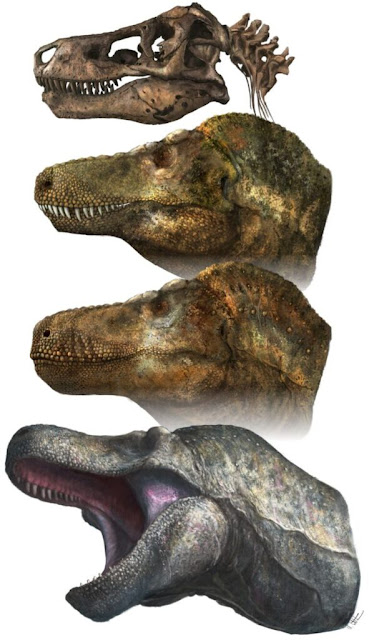 Τα δόντια των Τυραννόσαυρων πιθανότατα καλύπτονταν από χείλη