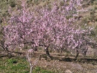 almendro marcona