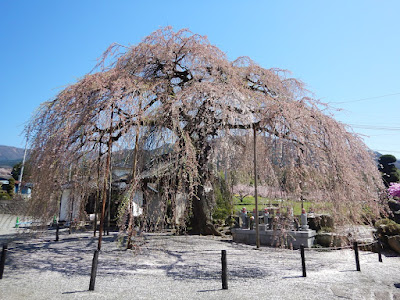 周林寺のぼんぼり桜