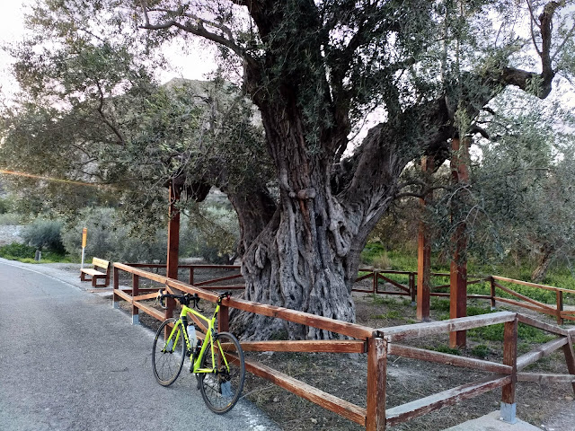 Ciclismo Elche El Plá Rutas ciclistas Palatinosa Carbohidrato asimilacion lenta Rompiendo paradigmas Cieza Floración 