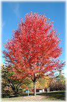 Autumn Blaze Maple Trees2