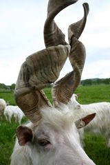 Goat_with_spiral_horns