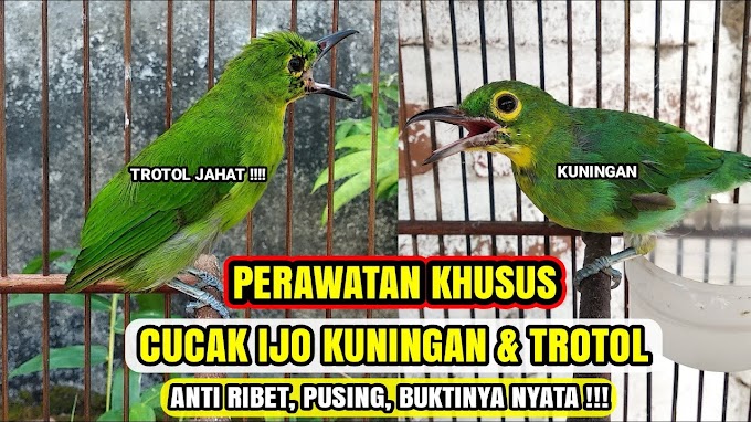 Perawatan Cucak Ijo Kuningan Dan Trotol Cepat Gacor