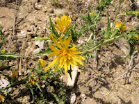 Scolymus Flower Τα άγρια φαγώσιμα χόρτα της Ελλάδας!