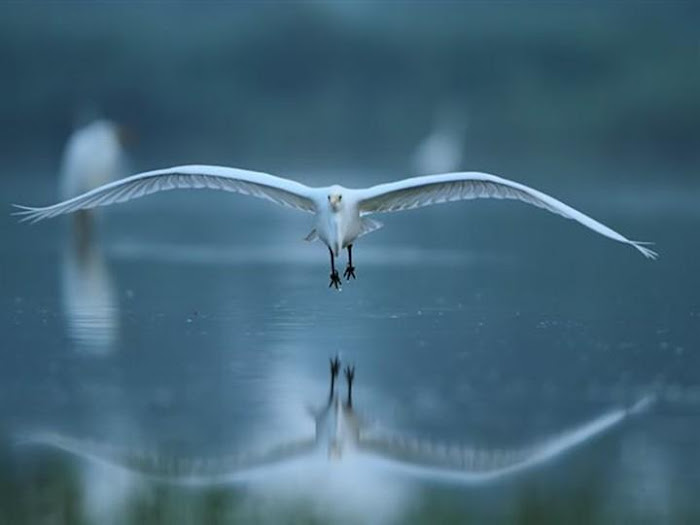 Birds and Animals - Awesome Photographs...