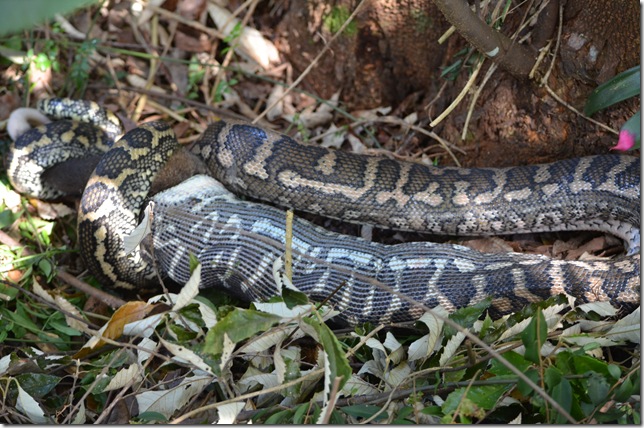 snake6