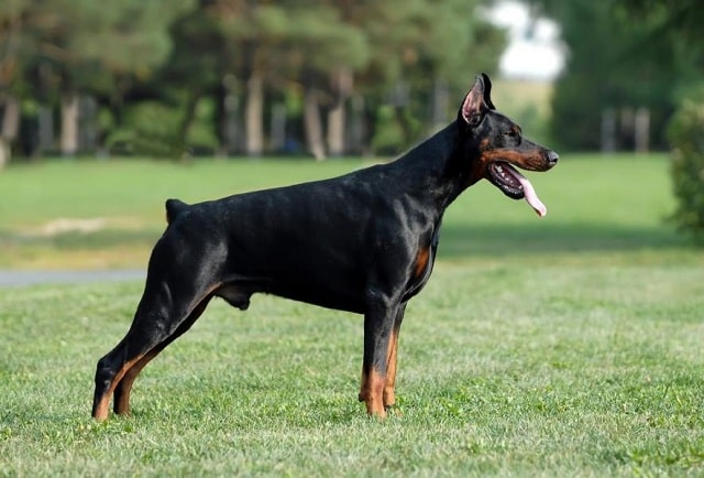 الدوبيرمان Doberman Pinscher