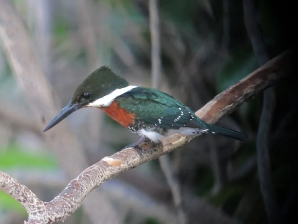 Green Kingfisher Fun Facts And information With Picture, Green Kingfisher Wikipedia, Green Kingfisher facts, Green Kingfisher birds, interesting facts, Green Kingfisher information, birds, beautiful birds, The most beautiful bird in the world, Colourful birds, Information about birds, Birds with long beaks, Unique birds, Clever bird, Dangerous birds of the world, Poisonous birds, The highest flying bird, A bird that lives in the sea, Birds' nests, long flying bird, Wise Bird, Big birds of the world, The smallest bird in the world, Interesting facts about birds, birds facts for kids, birds Wikipedia, migratory Bird, Pictures of birds, Fun facts about birds, Birds found in America, top birds, most birds, The most beautiful bird of 2024, animals, Information about animals, The most dangerous animals in the world, Birds and animals living in the amazon rainforest, Interesting facts about animals, The biggest animals in the world, The world's trickiest animals, animals facts for kids, animals Wikipedia, The fastest running animal, Wild animals, domestic animal, Pet birds, Habitat of animals, Poisonous animals, Unique animals, top animals, most animals, The most powerful animals in the world, weird animals of the world, Animal in English, Photographs of animals, kv facts, facts kv,