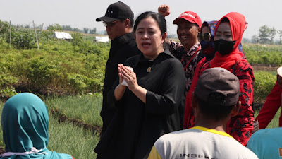   Puan: Subsidi Pupuk Petani Bawang Merah Jangan Dicabut