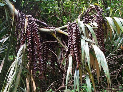 Giant rattan (Plectocomia sp.)