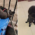 (Video) Pegawai Komuniti pukul 2 ekor anjing Poodles sampai mati di depan pemiliknya untuk halang penularan wabak koronavirus