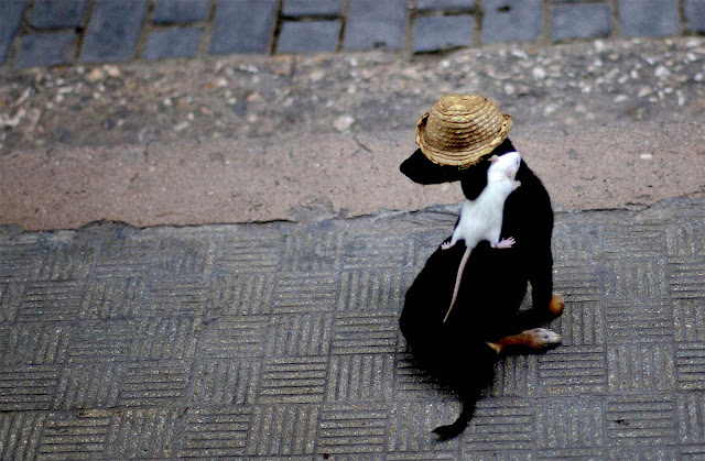 funny animal pictures, white mouse rides on dog's back