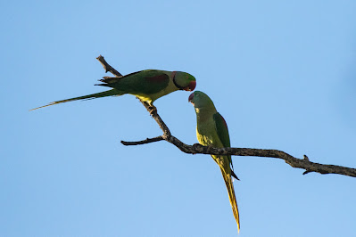 alexandrine-parakeets