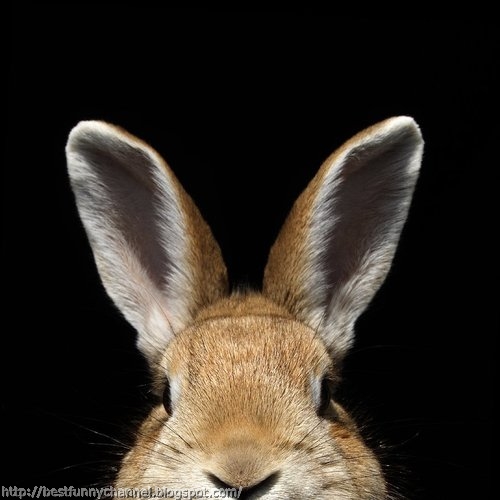  Funny rabbit.