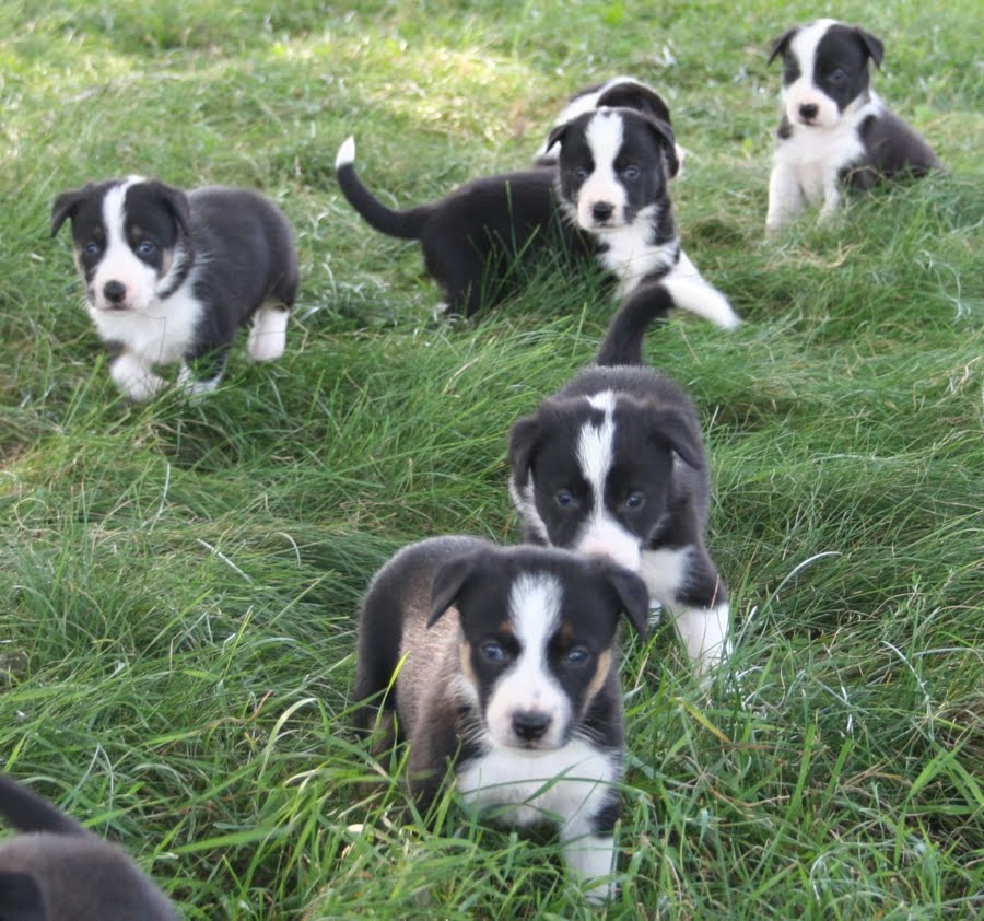 Leaning Tree Australian Cattle Dogs & Border Collies: Tory ...