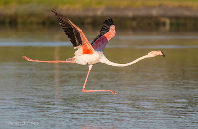 Early Morning Flamingo Take-Off Manoeuvre - Woodbridge Island