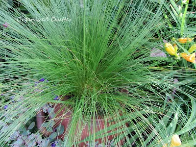 Cottage Garden - Pony Tail Grass