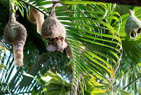 weaver bird nests in India