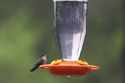 female ruby-throated hummingbird