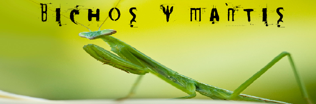 BICHOS Y MANTIS