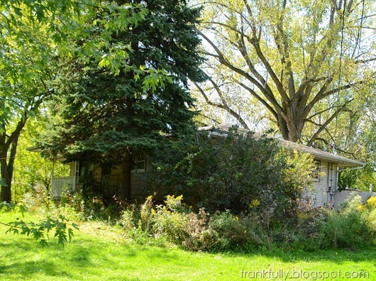 the north-east side of our house was covered by huge bushes and a big pine tree!