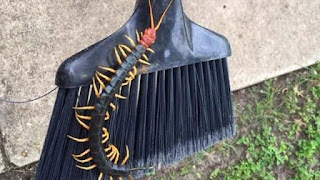 http://www.kxly.com/news/giant-texas-redheaded-centipede-has-internet-squirming/34014828