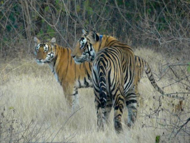 Revival  of Panna Tigers