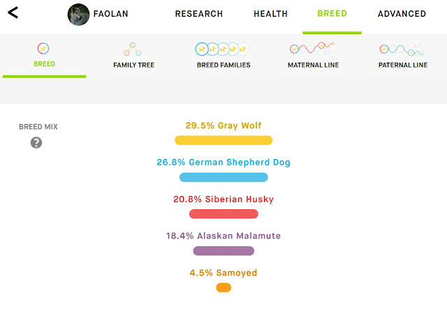 Embark DNA results for a wolf hybrid