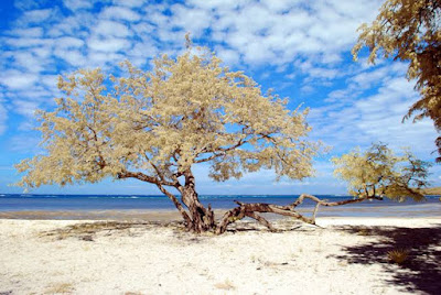 beautiful view of beach at national park