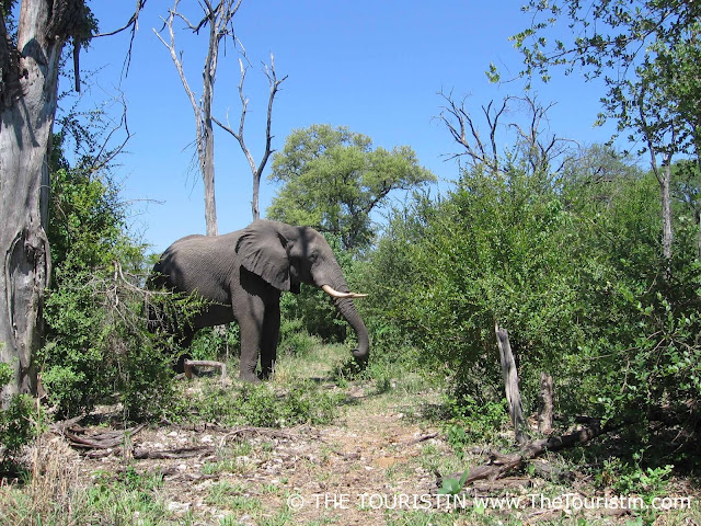 elephant bull botswana - the touristin Dorothee Lefering