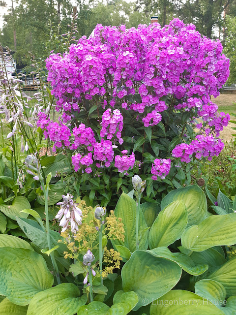 lingonberryhouse, syysleimu, phlox paniculata, flower, kukka, syksy, autumn, garden, puutarha