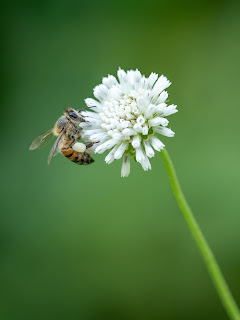 Close-up of a bee on a long-stemmed white flower. Photo by William Warby on Unsplash
