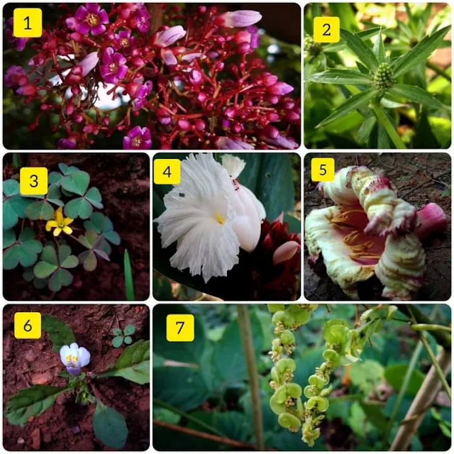 Averrhoa carambola, Eryngium foetidum , Oxalis corniculta , Cheilocostus speciosus , Oroxylum indicum , Mazus pumilus , Cissampelos pareira