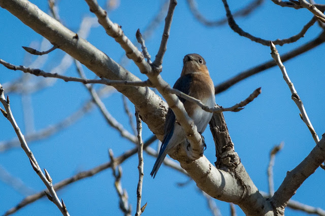 Eastern Bluebird, LLELA