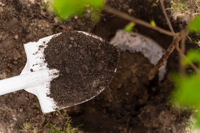 Everything You Need to Know to Choose the Right Soil for Your Garden