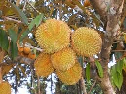 Cara Budidaya Durian Montong yang Benar