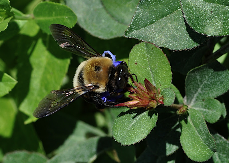 bumble-bee gathering pollen in Plumbago larpentae