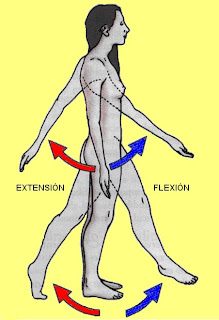 movimientos de flexión y extensión