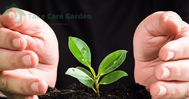 Plant-Care-Tips-Keeping-Your-Garden-Healthy-and-Lush