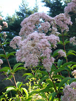 Maryland native Flower - Joe Pye Weed