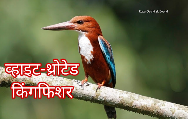 पश्चिम बंगाल का राज्य पक्षी (State Bird of West Bangal) || श्वेतग्रीवा किलकिला ( White-throaterd kingfishe) || Halcyon smyrnensis ||