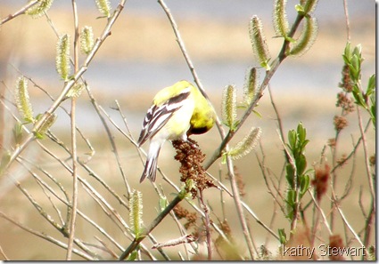 Goldfinch on Hardhack