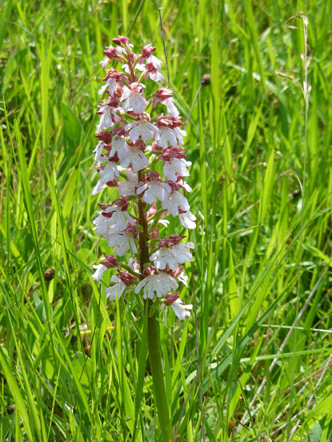 Monkey/Lady Orchid hybrid Orchis x angusticruris, Eperon de Murat, Indre et Loire, France. Photo by Loire Valley Time Travel.