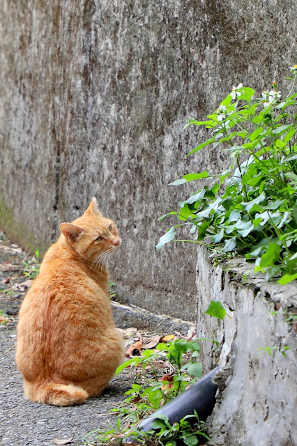 新北景點 猴硐貓村