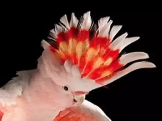 Beautiful pictures of cockatoo birds - dove, cuckoo, myna, teal, pigeon, magpie, cockatoo, beautiful pictures of birds - birds - NeotericIT.com