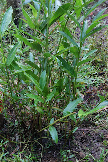 Pokok Ubat Denggi - Berubat 1