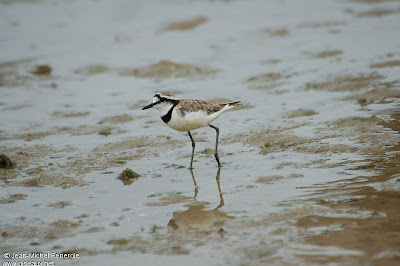 chorlitejo malgache Charadrius thoracicus