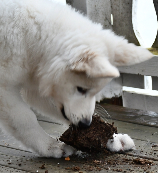 hvit gjeterhund