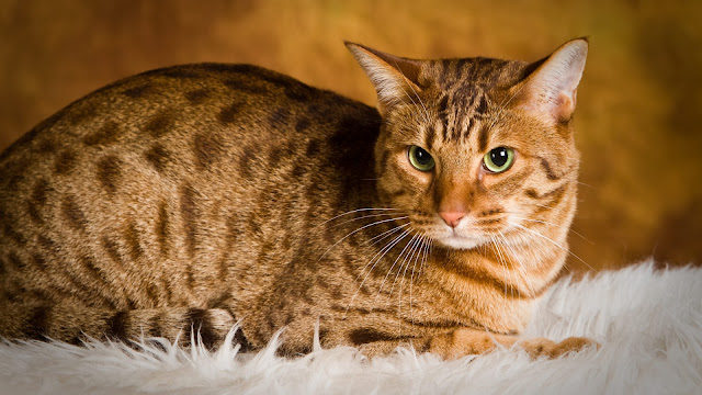 Ocicat