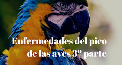 enfermedad del pico y plumas PBDF y alimentación incorrecta en aves